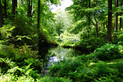 In the Stillness Photograph by Trina Ansel In the Stillness Photograph by Trina Ansel