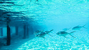 In The Turquoise Water Photograph by Hannes Cmarits