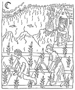Incan Cultivation Drawing by Granger