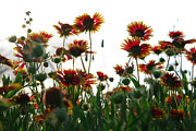 Indian Blankets Photograph by Tracy Smith