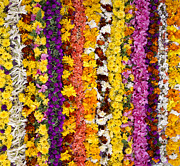 Indian Flower Garlands  Photograph by Tim Gainey