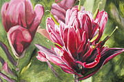 Indian Paintbrush Painting by Aaron Spong