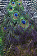 Indian Peacock Photograph by Diane Macdonald