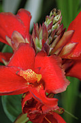 Indian Shot Plant (canna Sp.) Photograph by Science Photo Library
