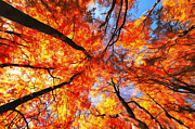 Indian summer digital art red trees in fall Photograph by Matthias Hauser