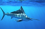 Indo-pacific Sailfish Photograph by Science Photo Library
