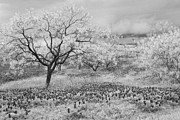 Infrared Bluebonnets Photograph by Tracy Smith
