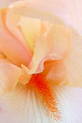Inner Iris 1 of 4 Photograph by Jana Russon