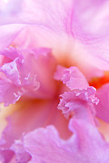 Inner Iris-2of4 Photograph by Jana Russon