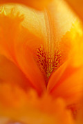 Inner Iris 3 of 4 Photograph by Jana Russon