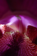 Inner Iris_4of4_Purple Photograph by Jana Russon