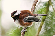 Innocent Baby Chickadee Photograph by Peggy Collins Innocent Baby Chickadee Photograph by Peggy Collins