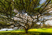 Intertwined Photograph by Chuck Jason