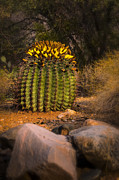 Into The Prickly Barrel Photograph by Mark Myhaver