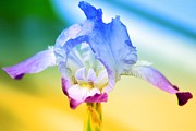 Iris Photograph by Denise Tomasura