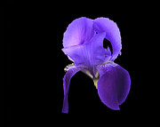 Iris Photograph by Mike Stephens