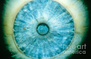 Iris Of The Eye Photograph by Ralph C. Eagle, Jr.