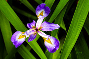 Iris Pinwheel Photograph by Penny Lisowski