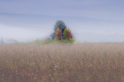 Island of color in sea of fog Photograph by Dan Friend Island of color in sea of fog Photograph by Dan Friend