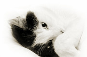 It Is Hard To Be So Cute Photograph by Andee Design