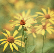 It Must Be Photograph by Kim Hojnacki It Must Be Photograph by Kim Hojnacki