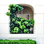 Ivy Photograph by Julie Gebhardt