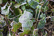Ivy leaves Photograph by Spikey Mouse Photography