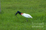 Jabiru Stork Swallowing An Eel Photograph by Gregory G. Dimijian, M.D.