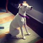 Jack Russell Terrier Photograph by Christy Beckwith