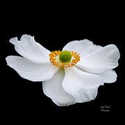 Japanese Anemone Squared Photograph by Julie Palencia