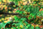 Japanese Cypress in Fall Colors with Bokeh Photograph by Beverly Claire Kaiya