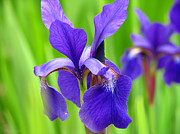 Japanese Iris by Kim Mobley Photograph by Kim Mobley
