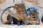 Javelina Photograph by Millard H. Sharp