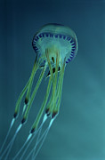 Jellyfish With Fish Photograph by Science Photo Library