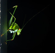 Jiminy Cricket Photograph by Alessandro Della Pietra