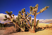 Joshua Tree In Red Rock Canyon Photograph by Yva Momatiuk John Eastcott