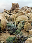 Joshua Tree National Park Photograph by Science Photo Library