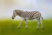 Journey of the Zebra Photograph by Jai Johnson