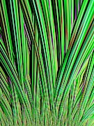 Julia Fractal Photograph by Science Photo Library