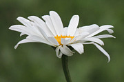 Juli's Daisy Photograph by Greni Graph