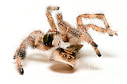 Jumping Spider Exoskeleton Photograph by Scott Linstead Jumping Spider Exoskeleton Photograph by Scott Linstead
