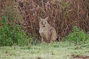 Jungle Cat (felis Chaus) In The Wild Photograph by Science Photo Library