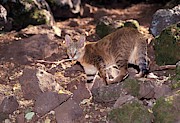 Jungle Cat (felis Chaus Photograph by Science Photo Library