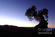 Juniper Tree At Dawn Photograph by John Shaw