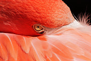 Just a Peek Photograph by Theo OConnor