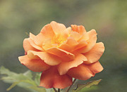 Just Peachy - Rose Photograph by Kim Hojnacki Just Peachy - Rose Photograph by Kim Hojnacki