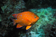 Juvenile Garibaldi Photograph by Greg Ochocki Juvenile Garibaldi Photograph by Greg Ochocki