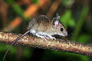 Juvenile Wood Mouse Photograph by Science Photo Library