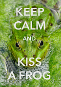 Keep calm and kiss a frog funny quote Photograph by Matthias Hauser