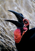 Kenya Ground Hornbill Eats A Morsel Photograph by Jaynes Gallery